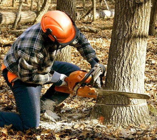 Tree Removal in Port Hope, MI